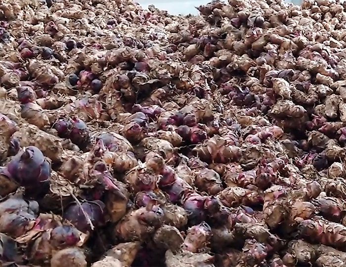 芭蕉芋圖片.jpg 芭蕉芋圖片.jpg